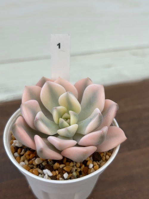 輸入苗　☆ピンクレディ錦 No.1