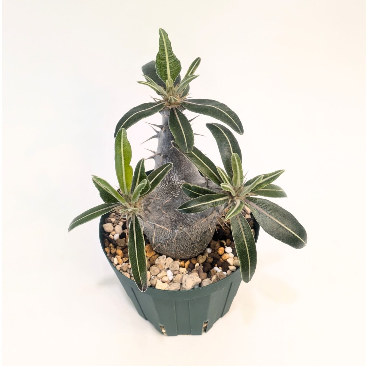 パキポディウム ロスラーツム カクチペス Pachypodium rosulatum var