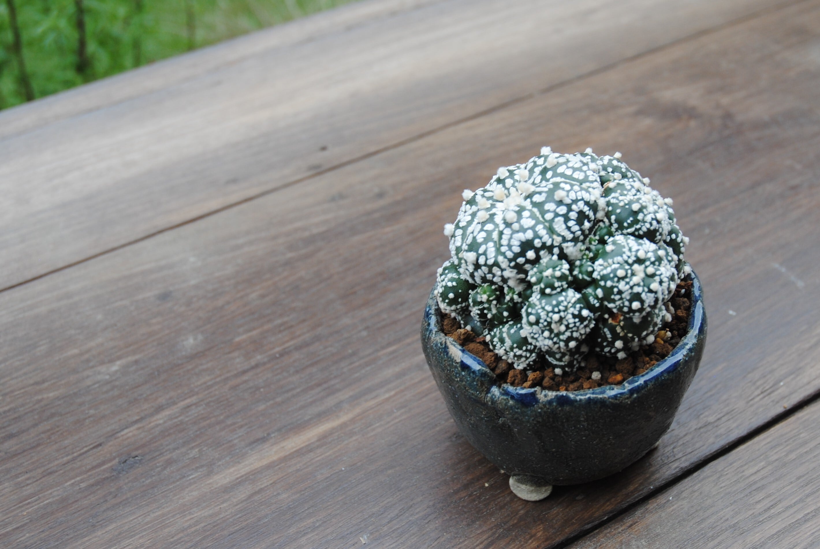 Astrophytum　asterias　兜丸　サボテン　スーパー兜　多肉盆栽　鉢セット | plants MARU ー  多肉植物・サボテン・園芸グッズのお店 ー powered by BASE