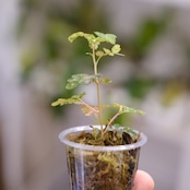 Phyllanthus urinaria 'Pink Variegated'② / フィランサス・ウリナリア ピンク斑入り