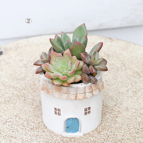 おしゃれ木製プランター ホワイト 寄せ植え 多肉植物 ナチュラル ガーデン 玄関 現品販売 かわいいプランター×ミニ多肉植物寄せ植え 多年草 鉢 雑貨