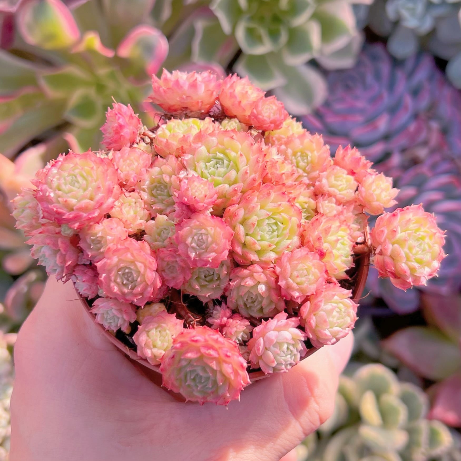 多肉植物　ハチミツボール　群生　新入荷　るる農園