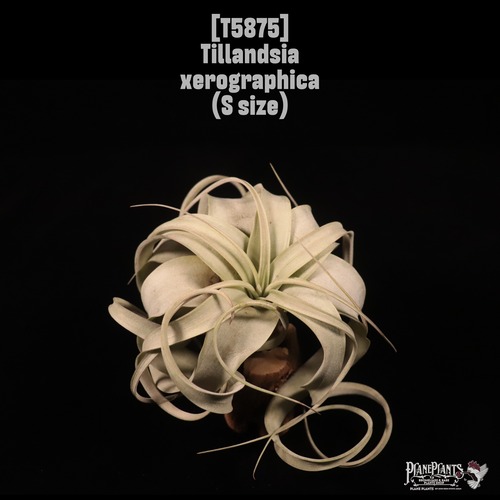 Tillandsia xerographica S〔ティランジア〕T5875