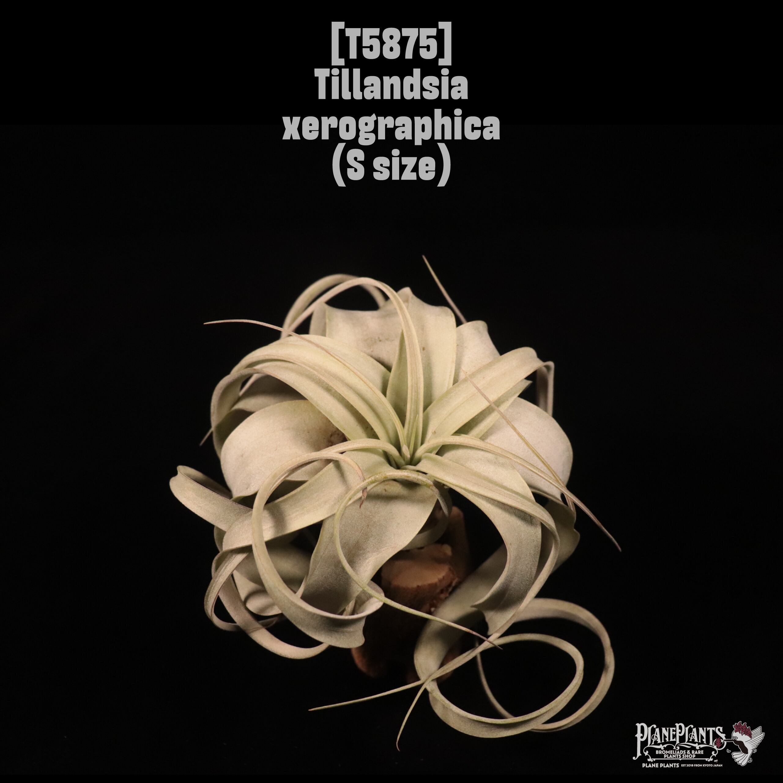 Tillandsia xerographica S〔ティランジア〕T5875