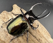 【WD】《アトラスオオカブト亜種マンテツ ラオス産 80mm ペア》