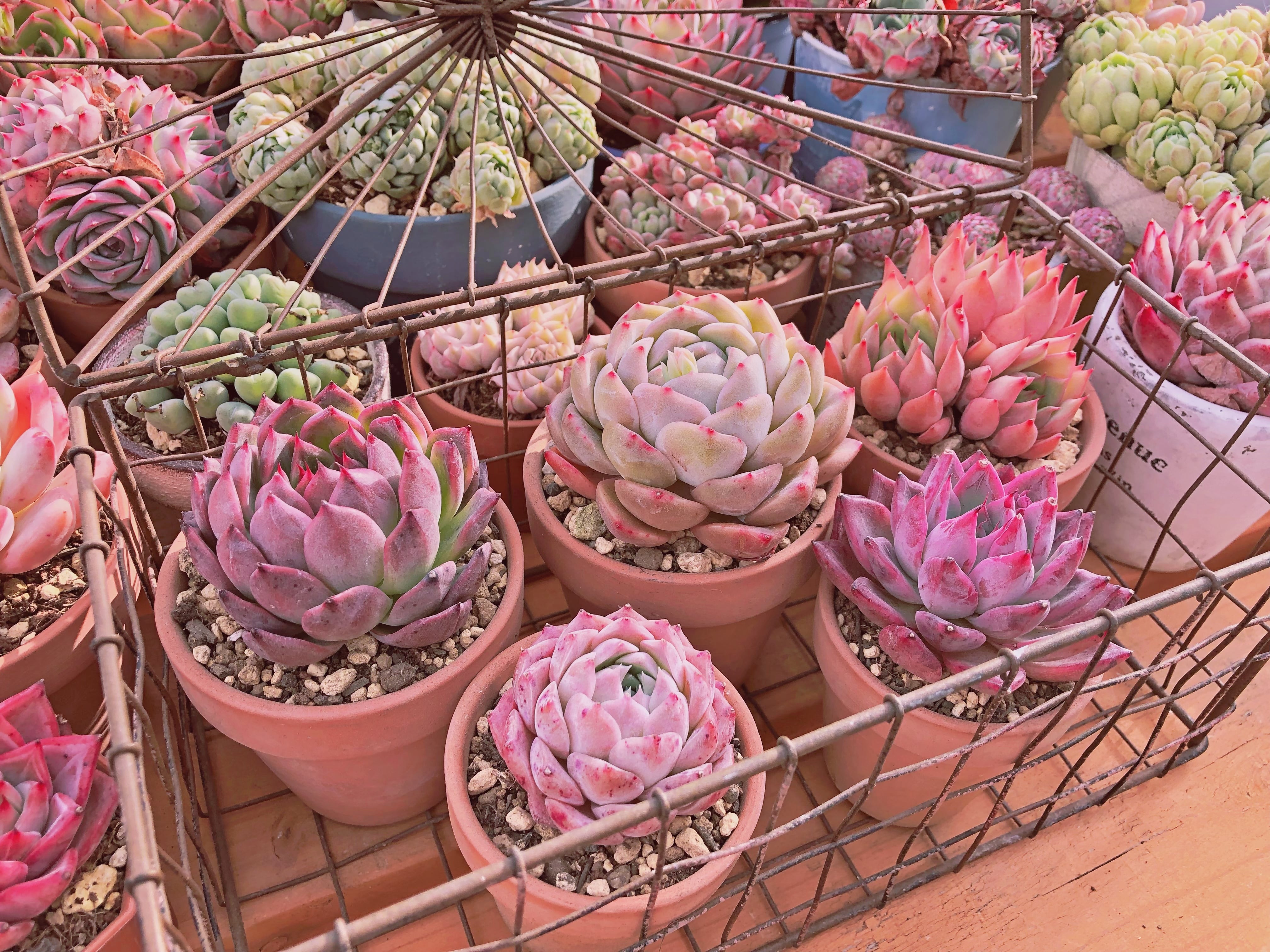 るる農園多肉5点セット