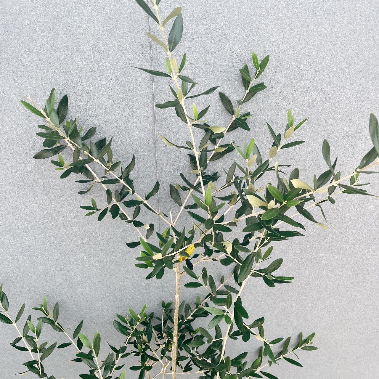 現品］【希少】E オリーブ アスコラーナ 8号 観葉植物 レア ベランダ