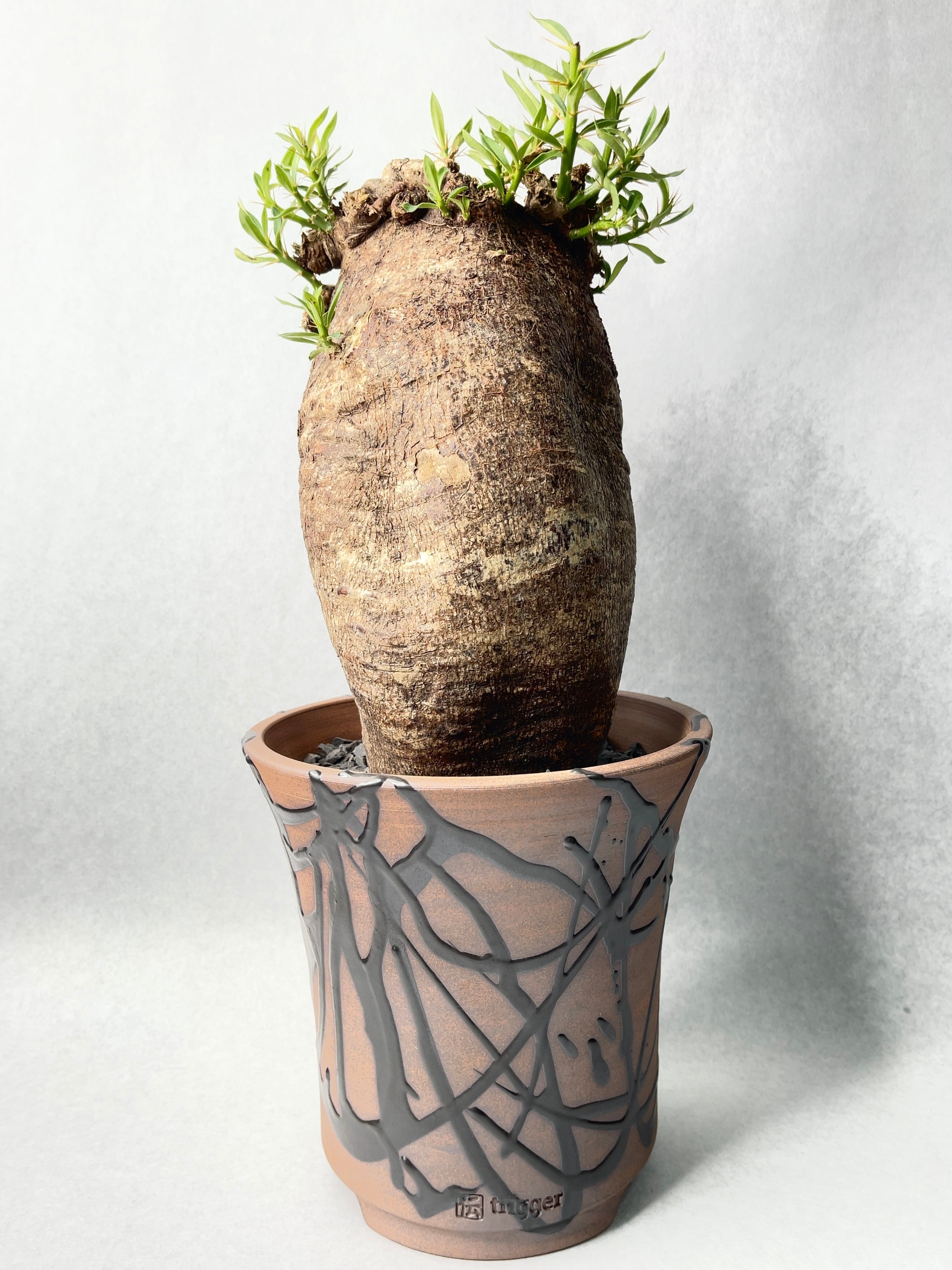 塊根植物 パキポディウムビスピノーサム 現品限り】パキポディウム・ビスピノーサム【M60】 Pachypodium