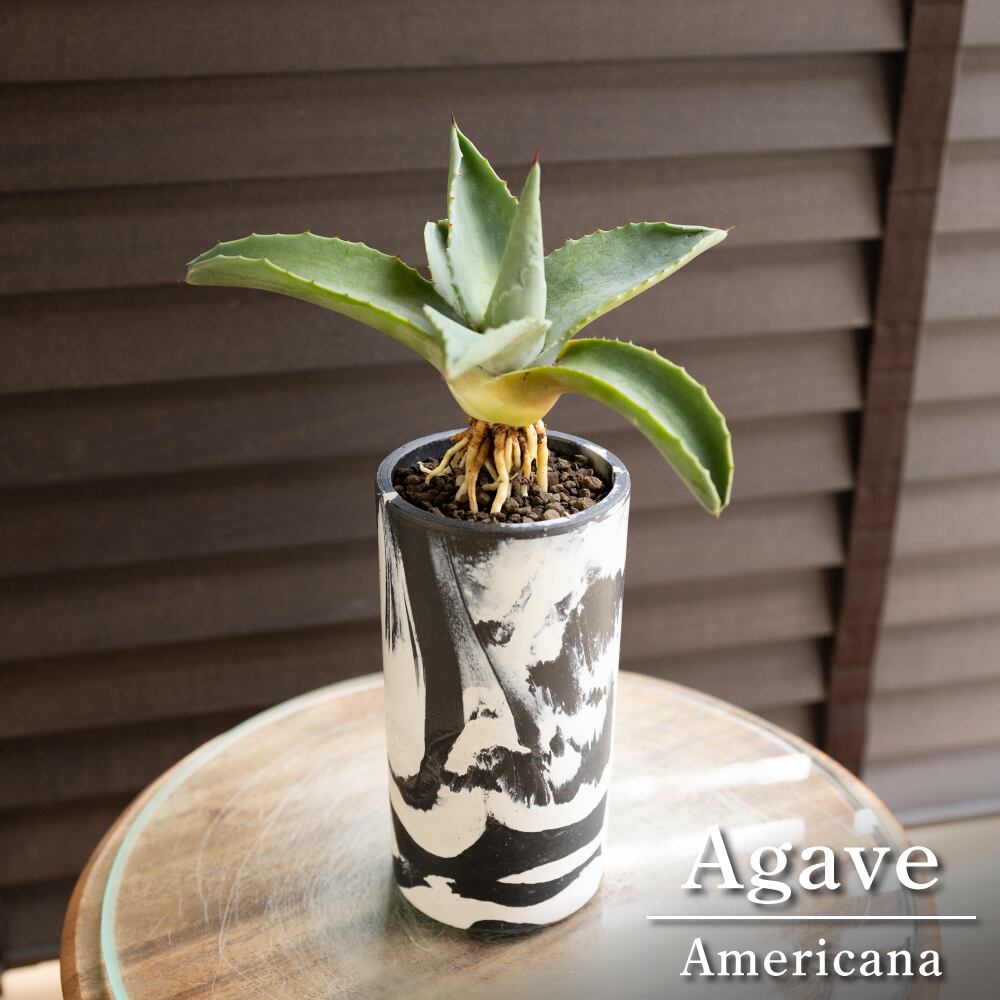 根上がり アガベ アメリカーナ Agave americana 2.5号マーブル樹脂ポット 0704BW