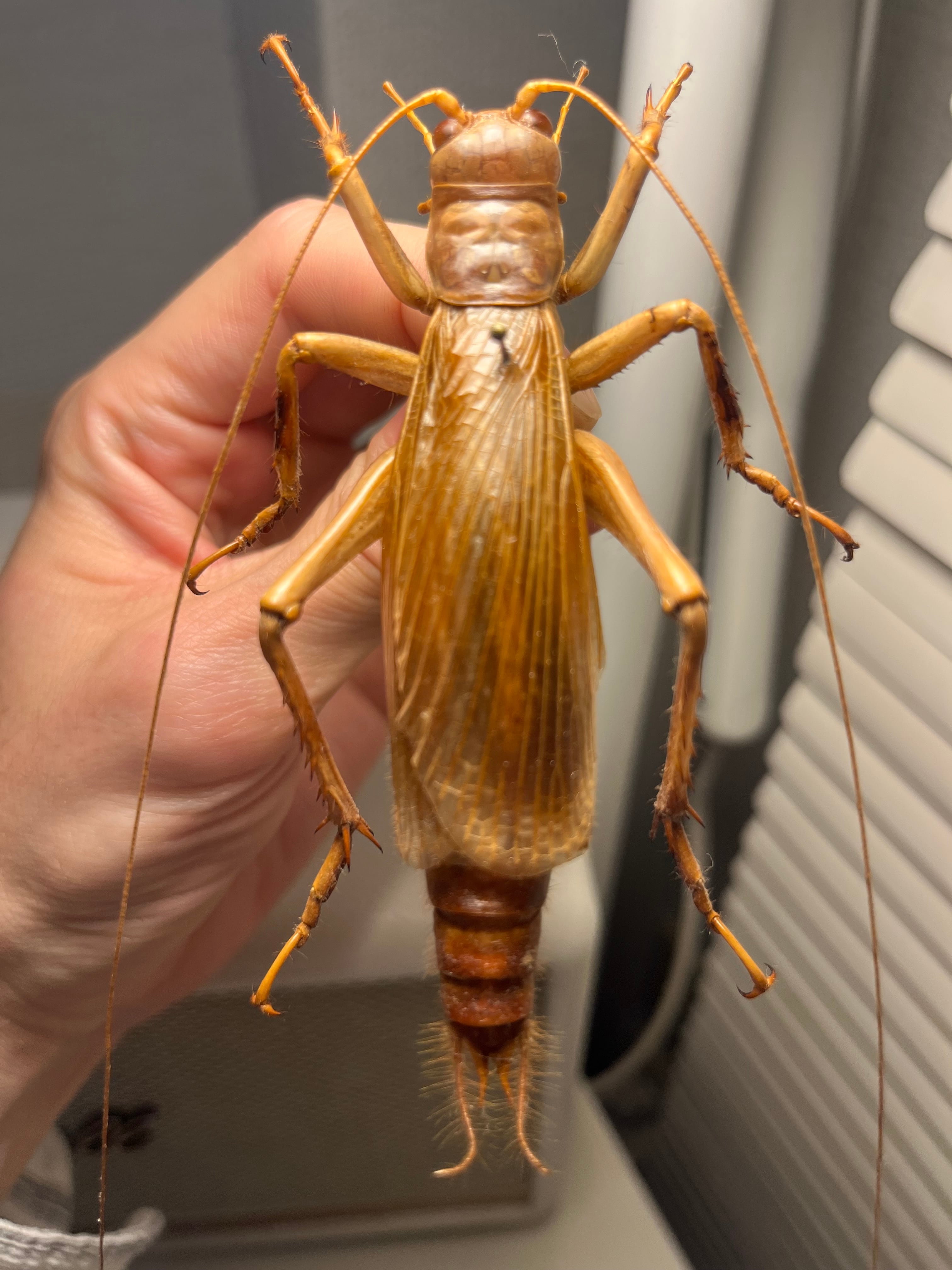 大人気種】リオック Sia ferox コロギス 昆虫標本デュビアタランチュラ