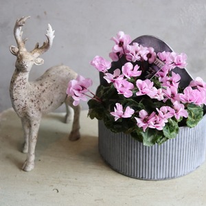 ブリキ植木鉢 　ブリキウォールラウンドポットL シャビーシック　オシャレ　4076