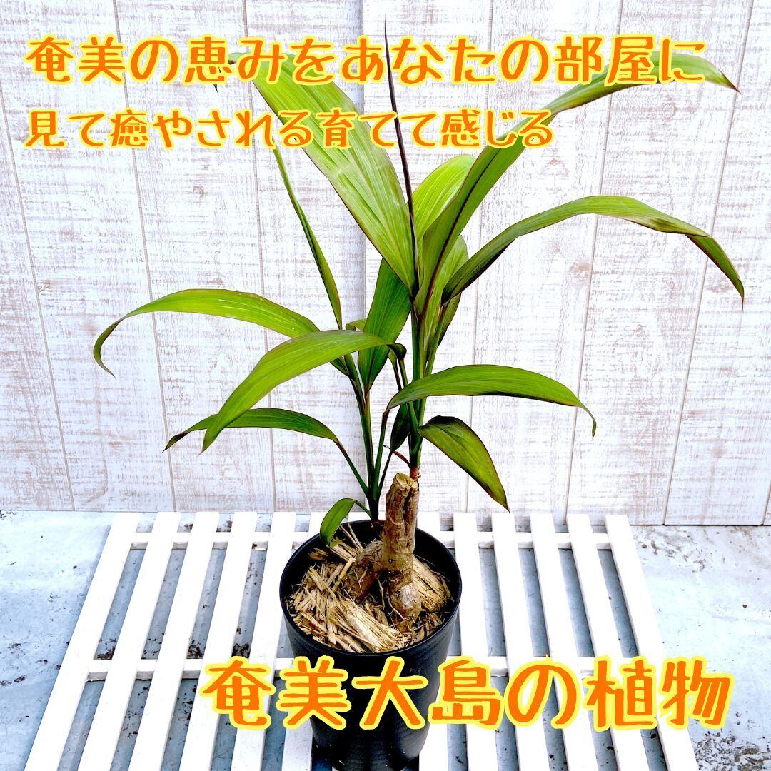 茶々丸　ティーリーフ３５枚 ティー リーフ 鉢植え ティーリーフ・多株植えTi, Ki・6号・8号・10号