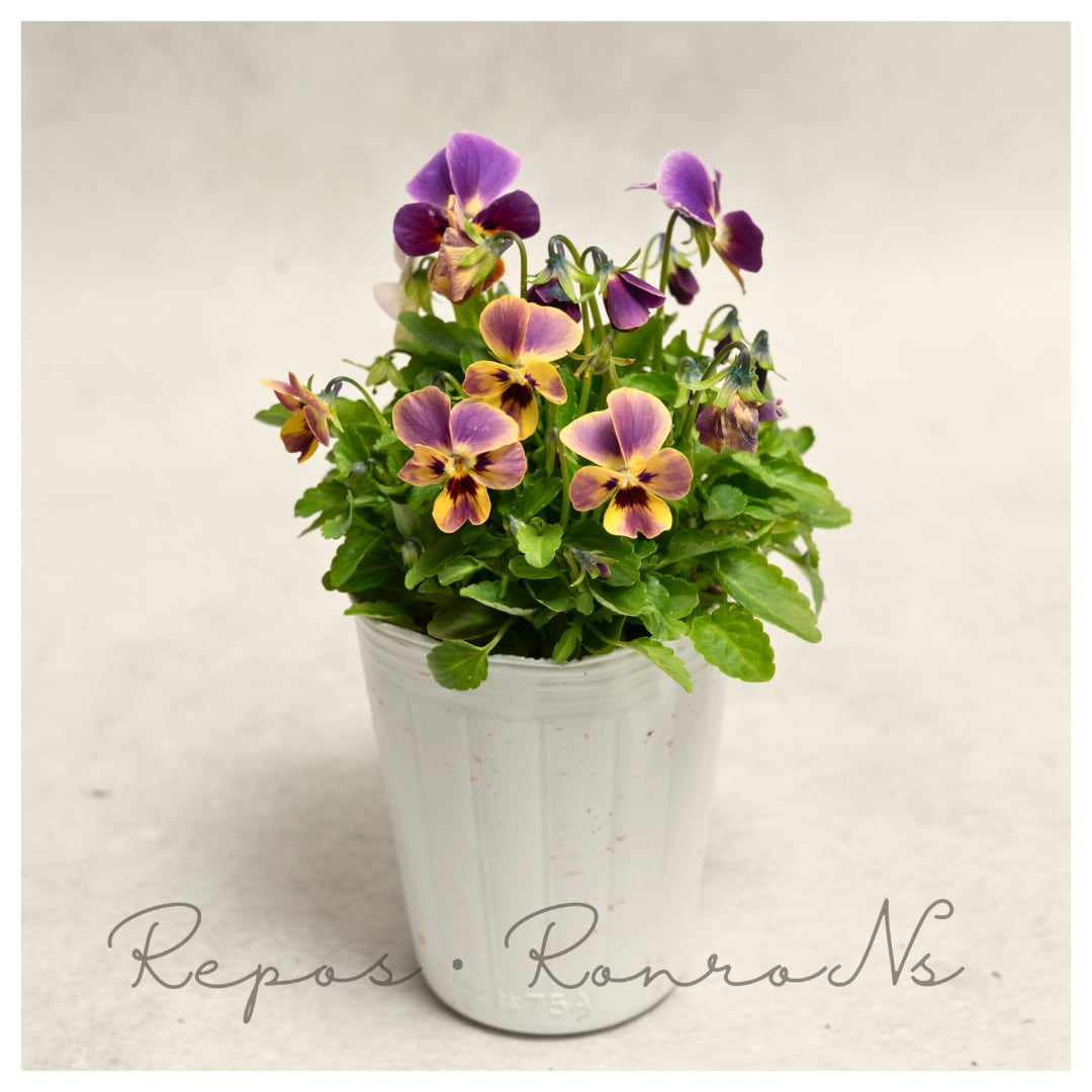 ゲブラさん:ビオラ・ミックス(2.5号)ゲブラナガトヨ オリジナルビオラ ビオラ苗 寄せ植え 花苗