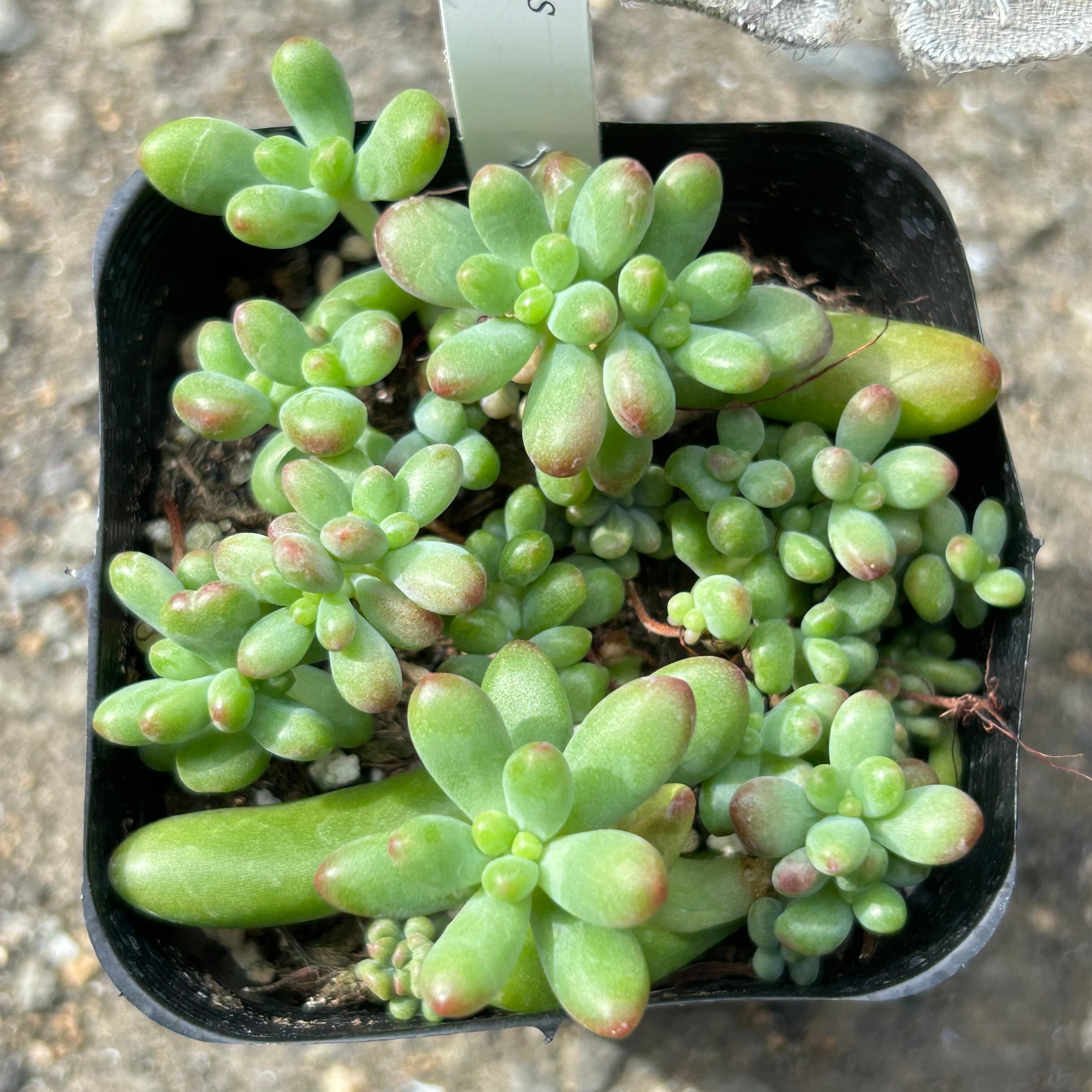 RuPo 多肉植物専門店