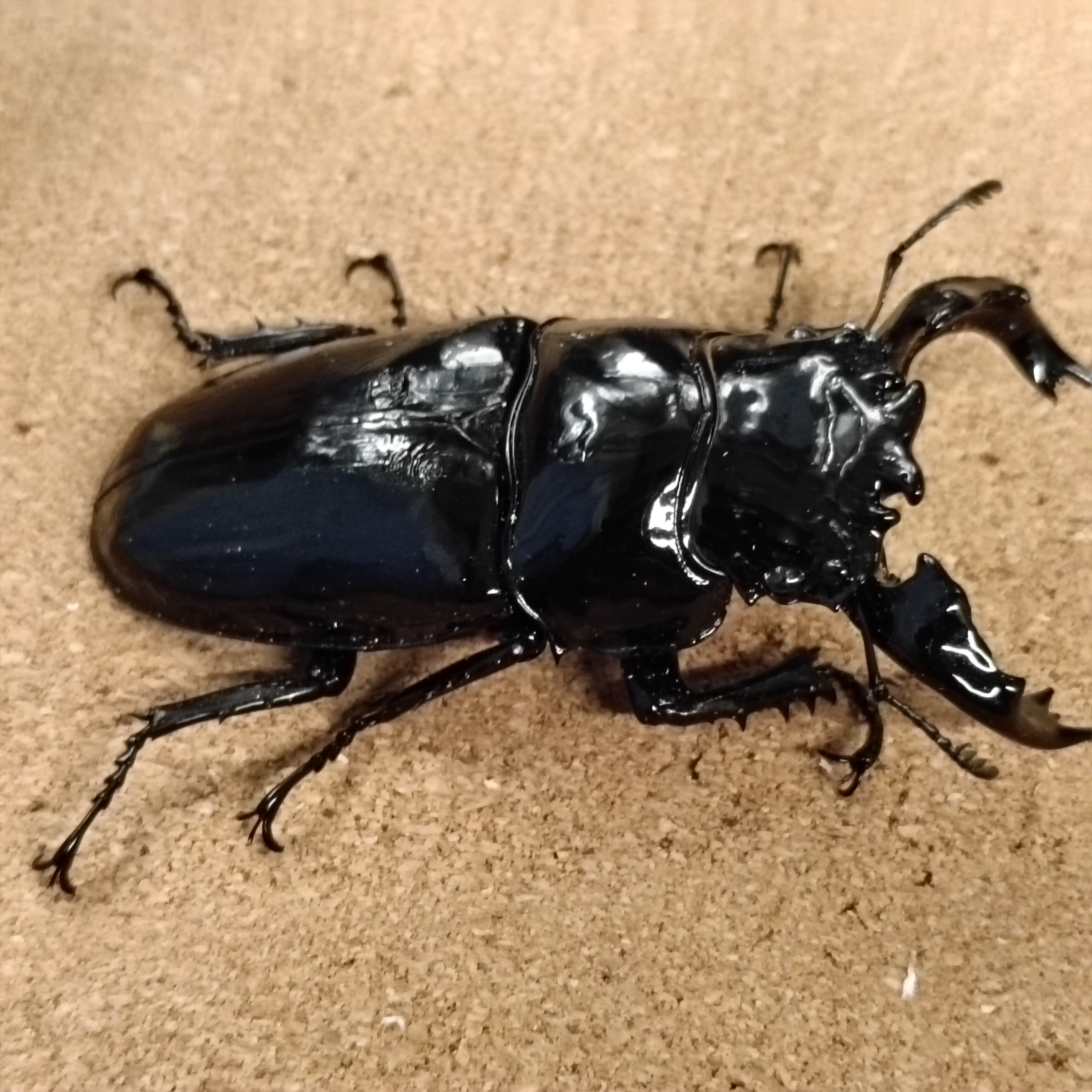 タランドゥスオオツヤクワガタ ♂ 82.2mm、♀52.5mm ペア | カブクワ