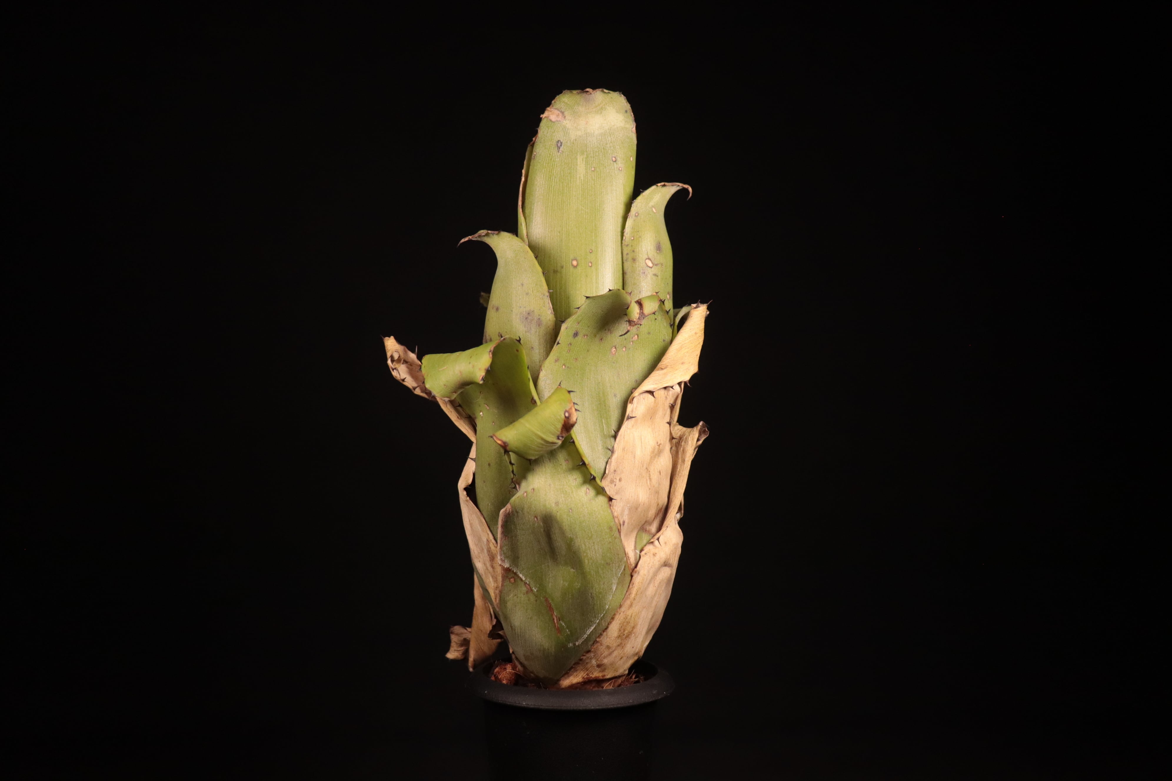 送料無料】Aechmea bromeliifolia seedling〔エクメア〕現品発送A0119