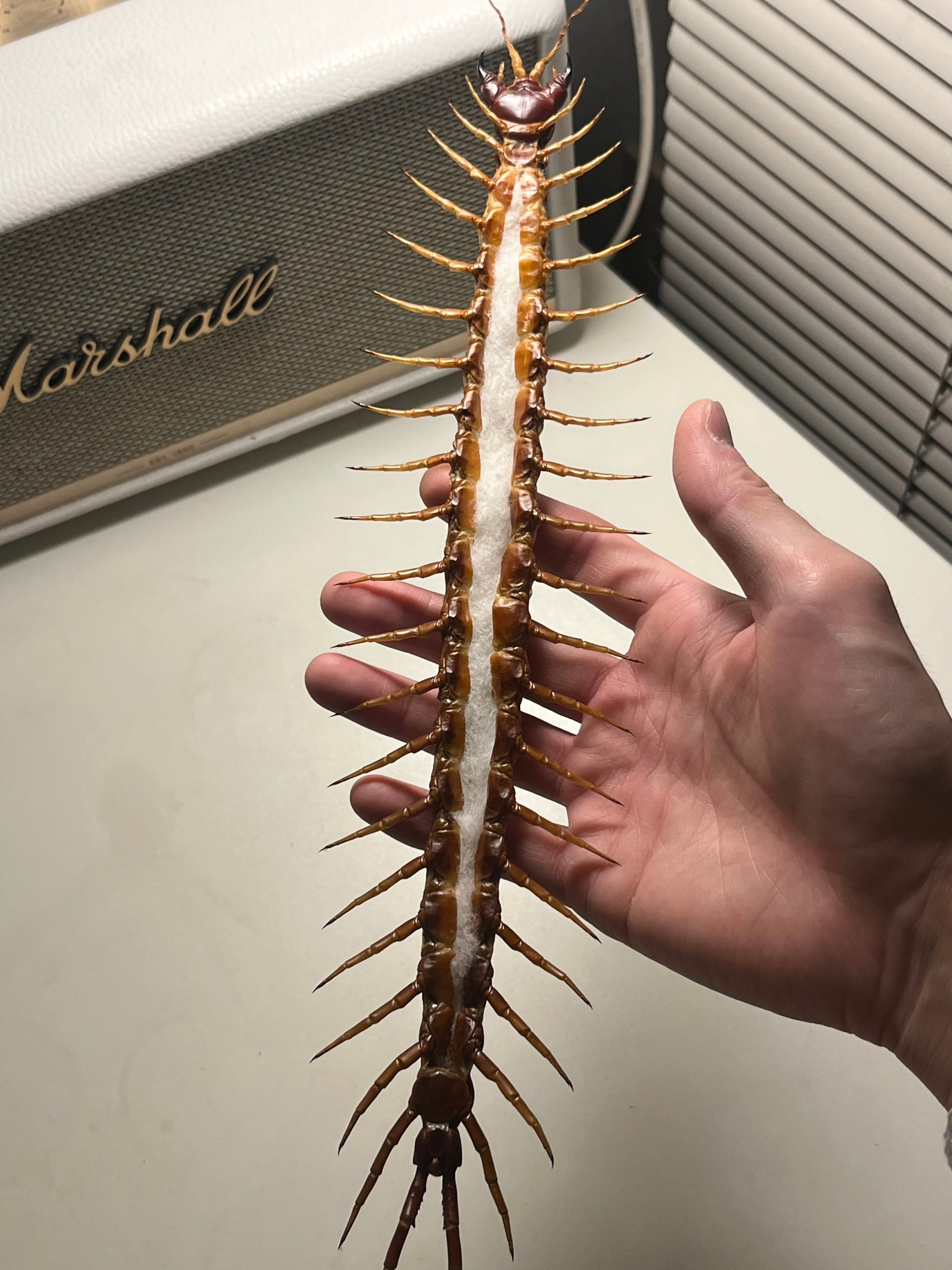 超特大】ロブスターオオムカデセンチピード標本 全長35cm程Scolopendra