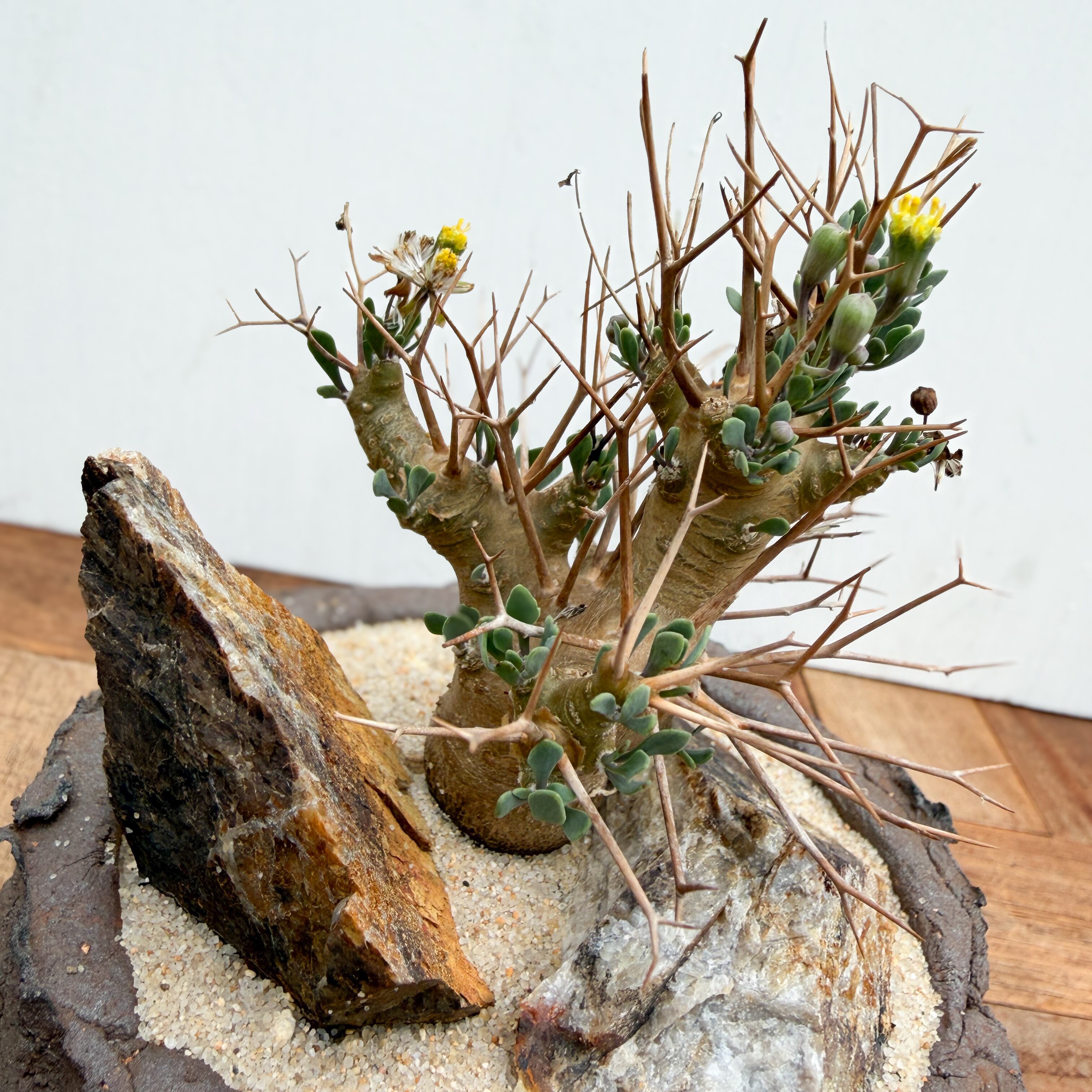 Othonna euphorbioides【オトンナ・ユーフォルビオイデス with POT