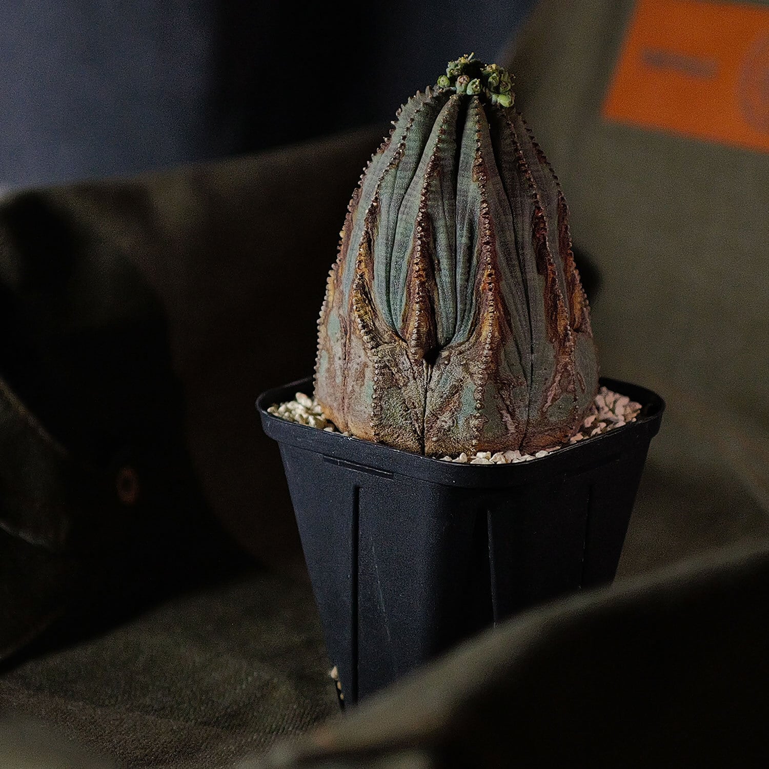 オス株 美模様 マウンテン ラギット オベサ / ユーフォルビア