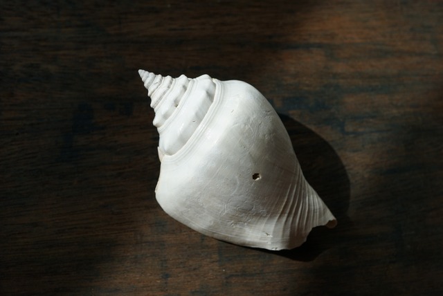 フロリダ州産 巻貝化石 Strombus alatus 1533