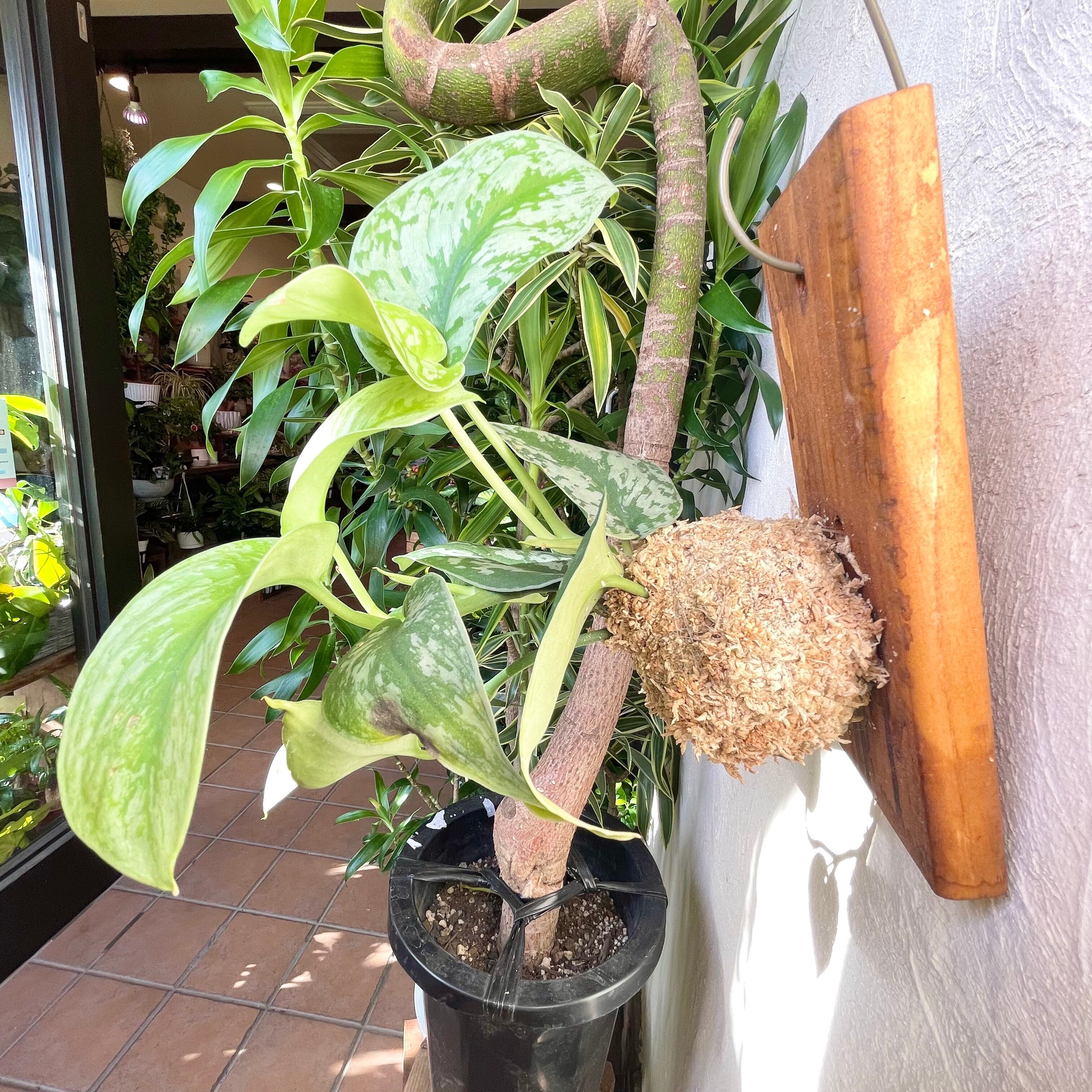 観葉植物 スキンダプサス 板付 | Plants Station BOO