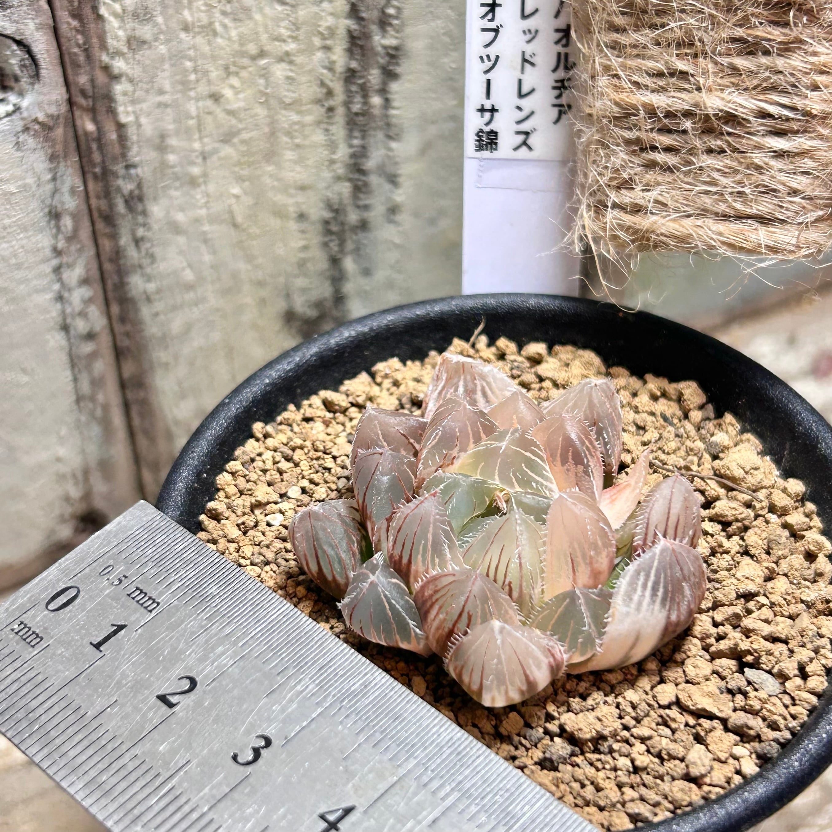 T) レッドレンズ オブツーサ錦 ハオルチア | RuPo 多肉植物専門店