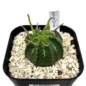 ユーフォルビア　ゼブラバリダ【227】