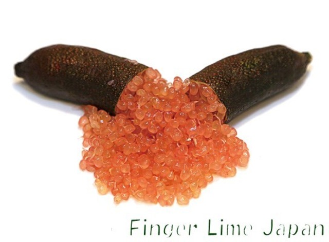 フィンガーライム　PINK PEARL　ピンクパール　1年生15㎝ポット【品種確定済み】【結実確認】【希少で貴重】