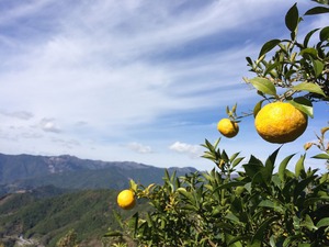 芳醇な香り！【高知県産】星空の柚子・1㎏～10kg