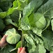 八ヶ岳の秋冬キャベツとおまかせ野菜