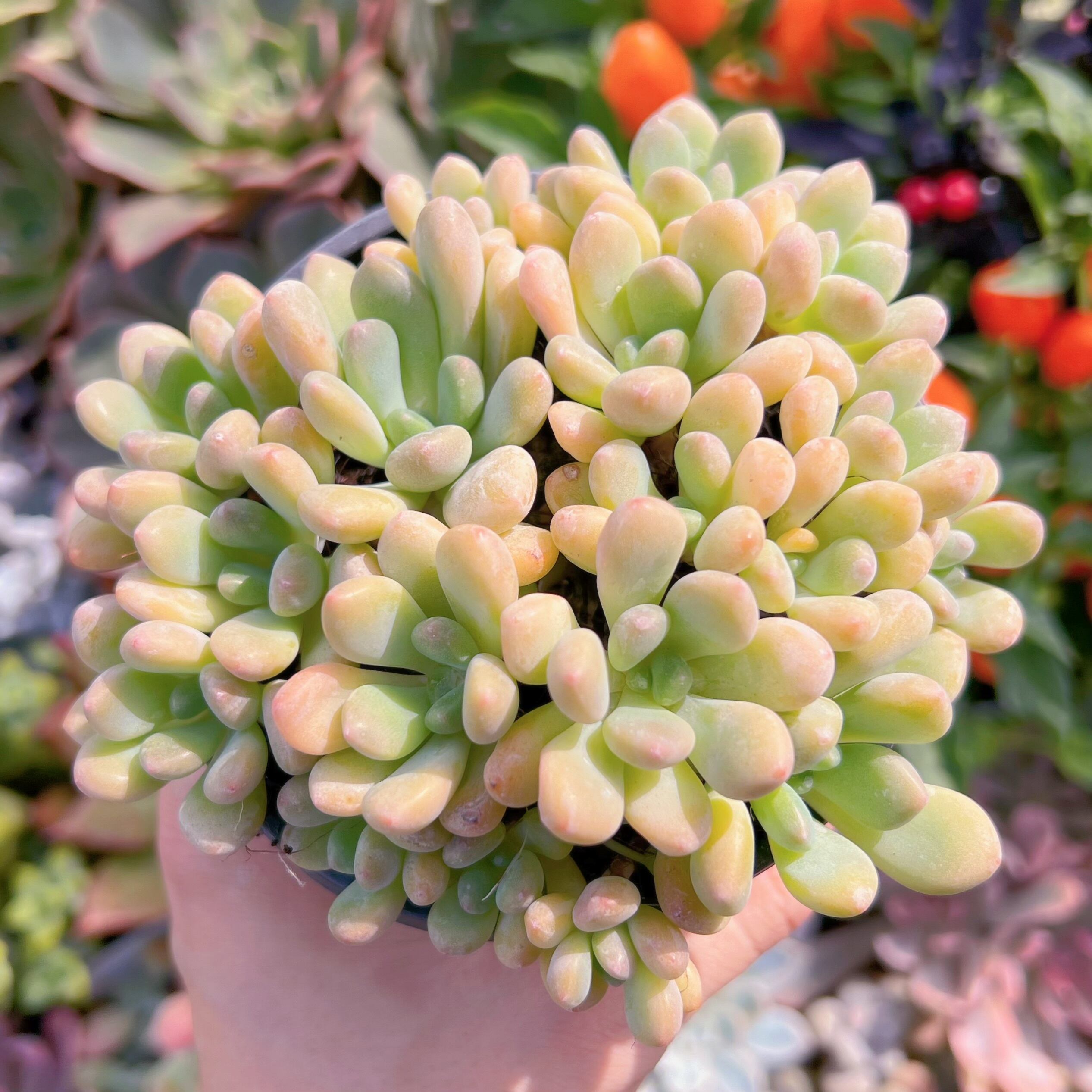 現物　ラブリーディアー#711   古株　るる農園