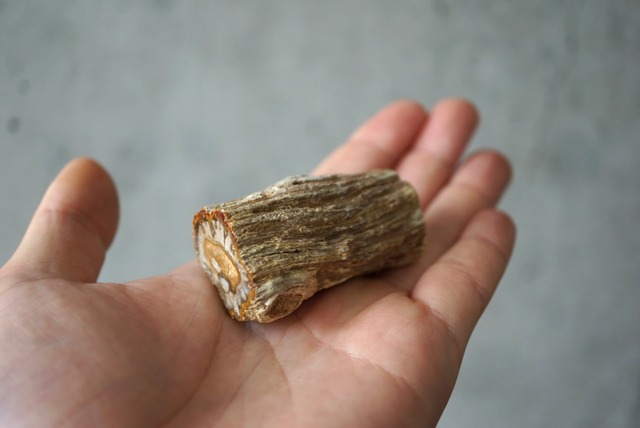 珪化木 ペトリファイドウッド Petrified Wood 1205~1210