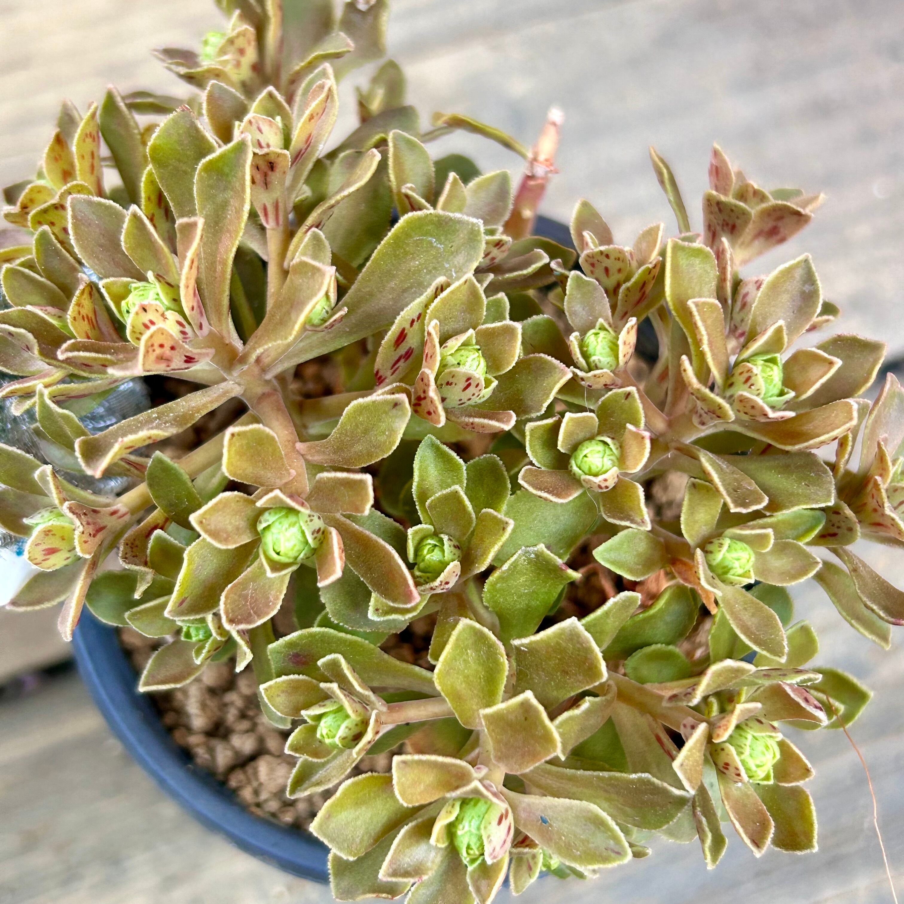 チョコチップ | RuPo 多肉植物専門店