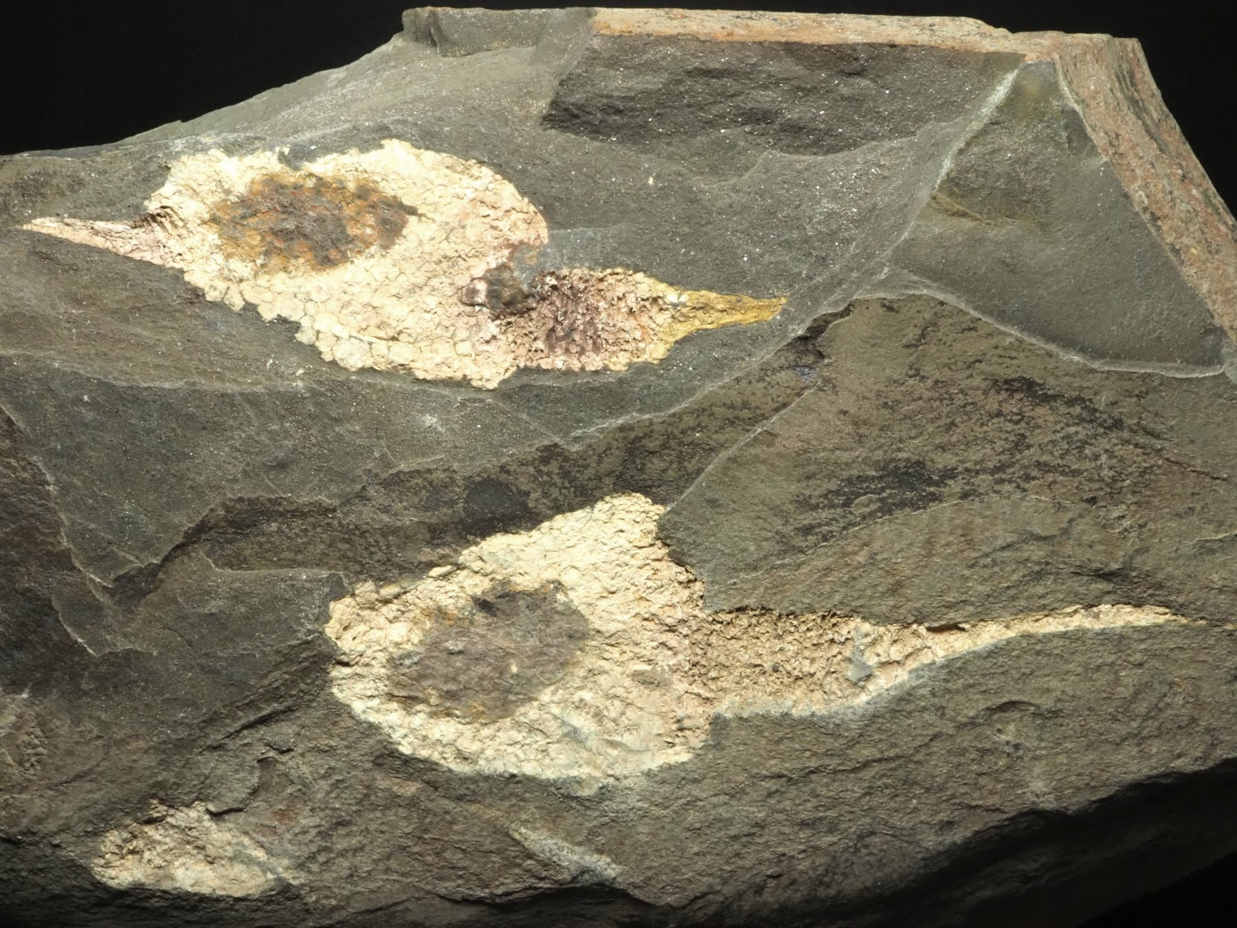 三葉虫付き！超極上！棘皮動物の化石【Dendrocystites sp.】【2215g