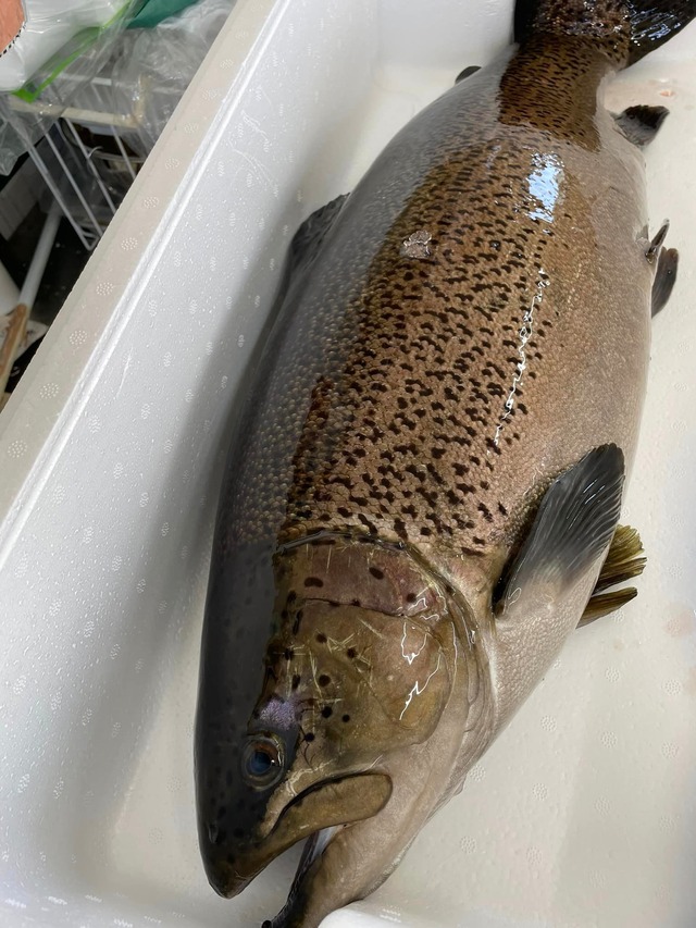 長野県ブランド魚 信州サーモン まるごと1尾 2～2.5㎏ おいしい 新鮮 魚 養殖 柵 生 冷蔵 刺身 丼 カルパッチョ マリネに