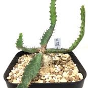 ユーフォルビア　ステラータ　飛竜【34】