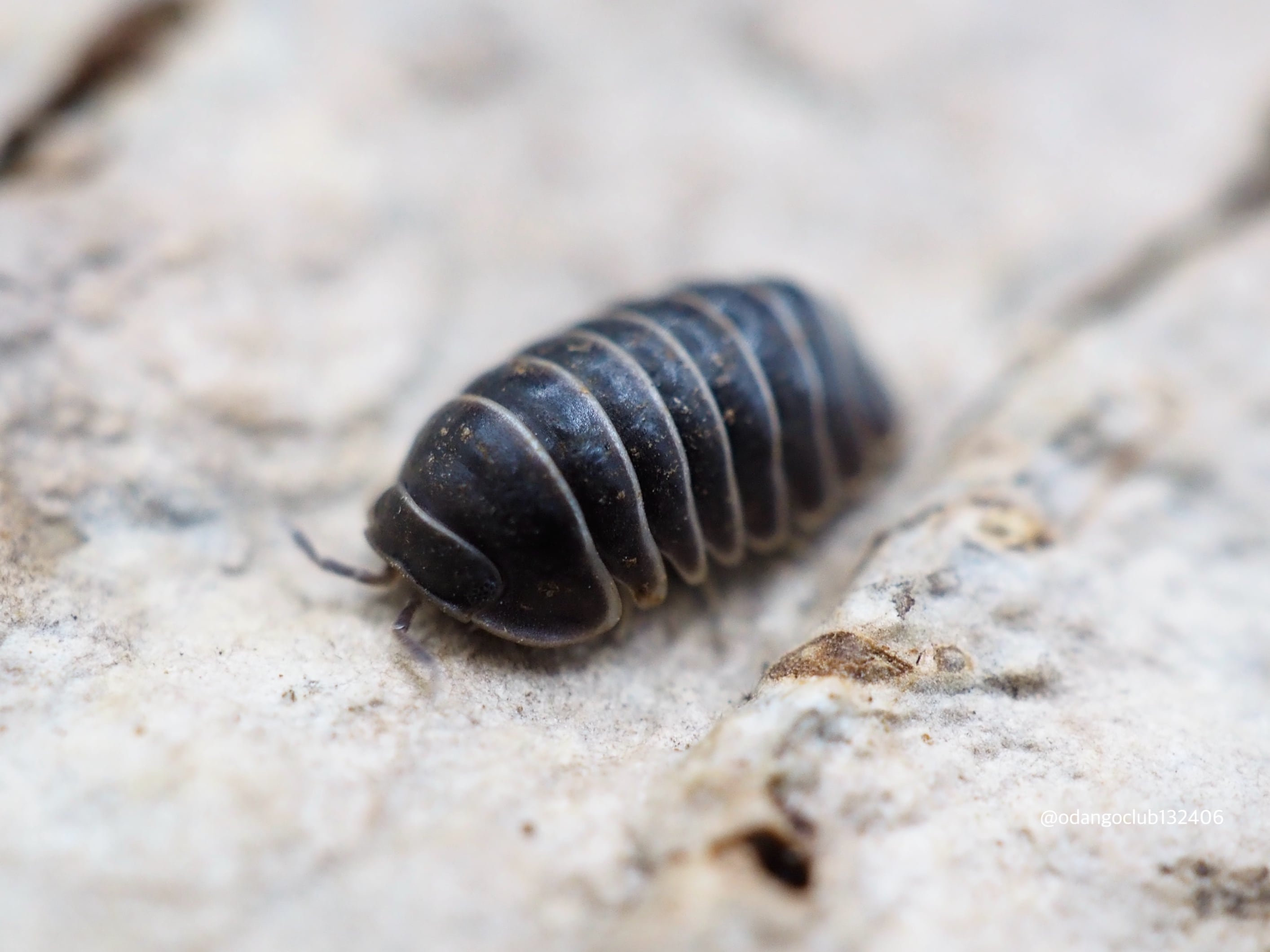 おだんごくらぶ