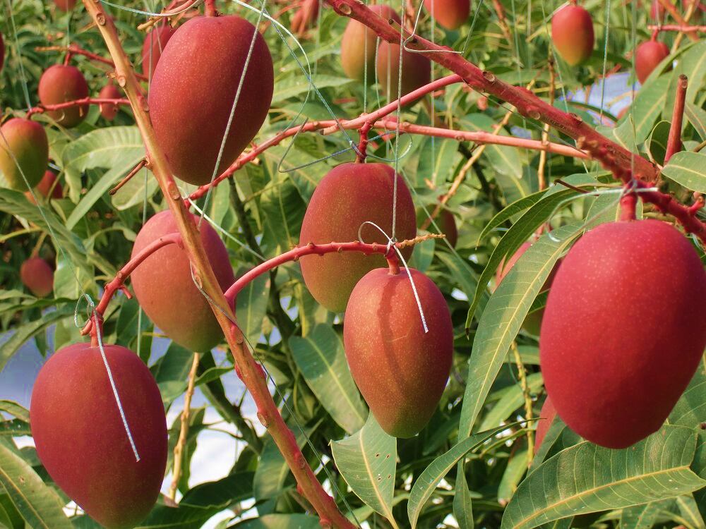 宮古島産マンゴー 訳あり 宮古島産マンゴー 訳あり 4～6個入り 合計 約2kg【送料無料