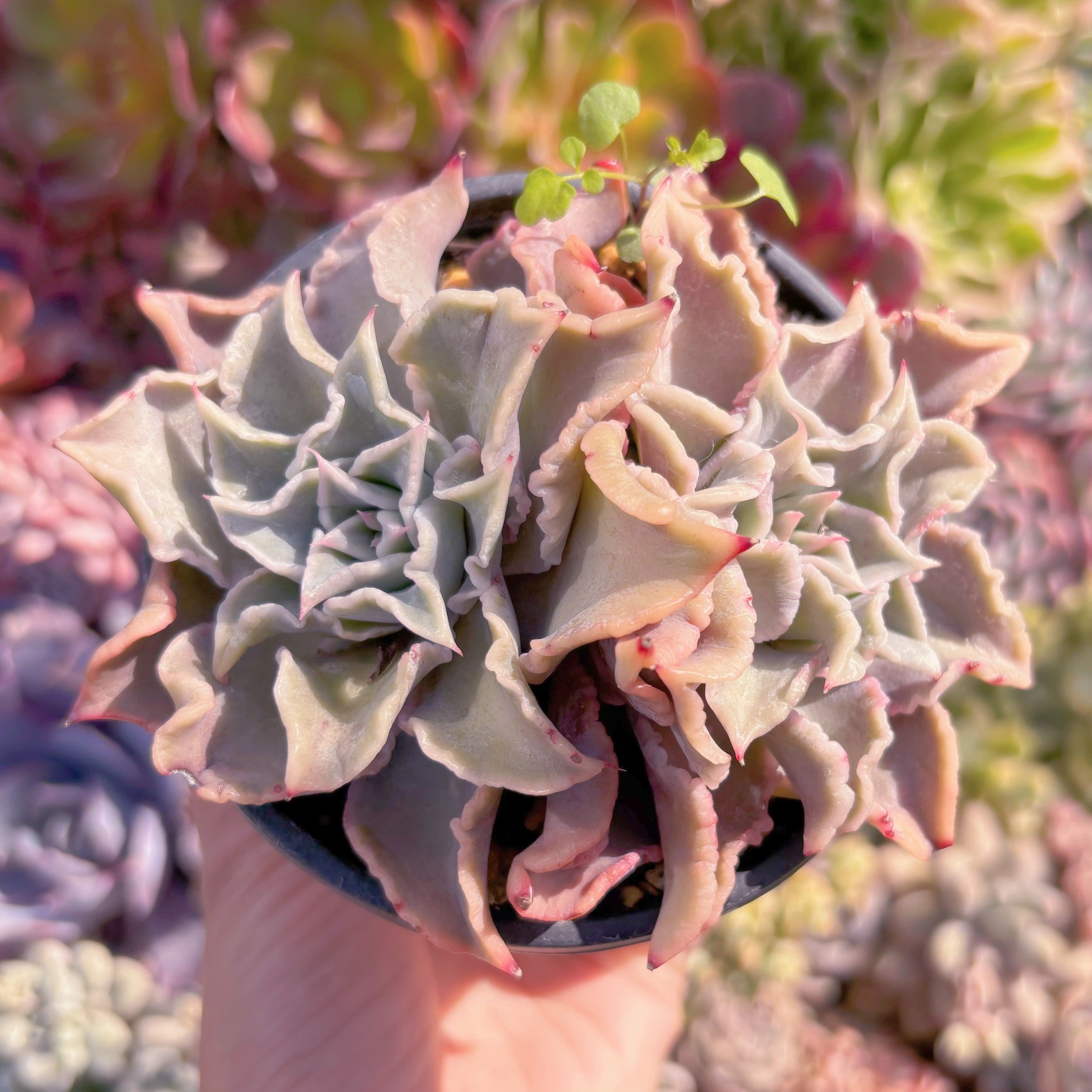 現品　コブマディバ#603　るる農園