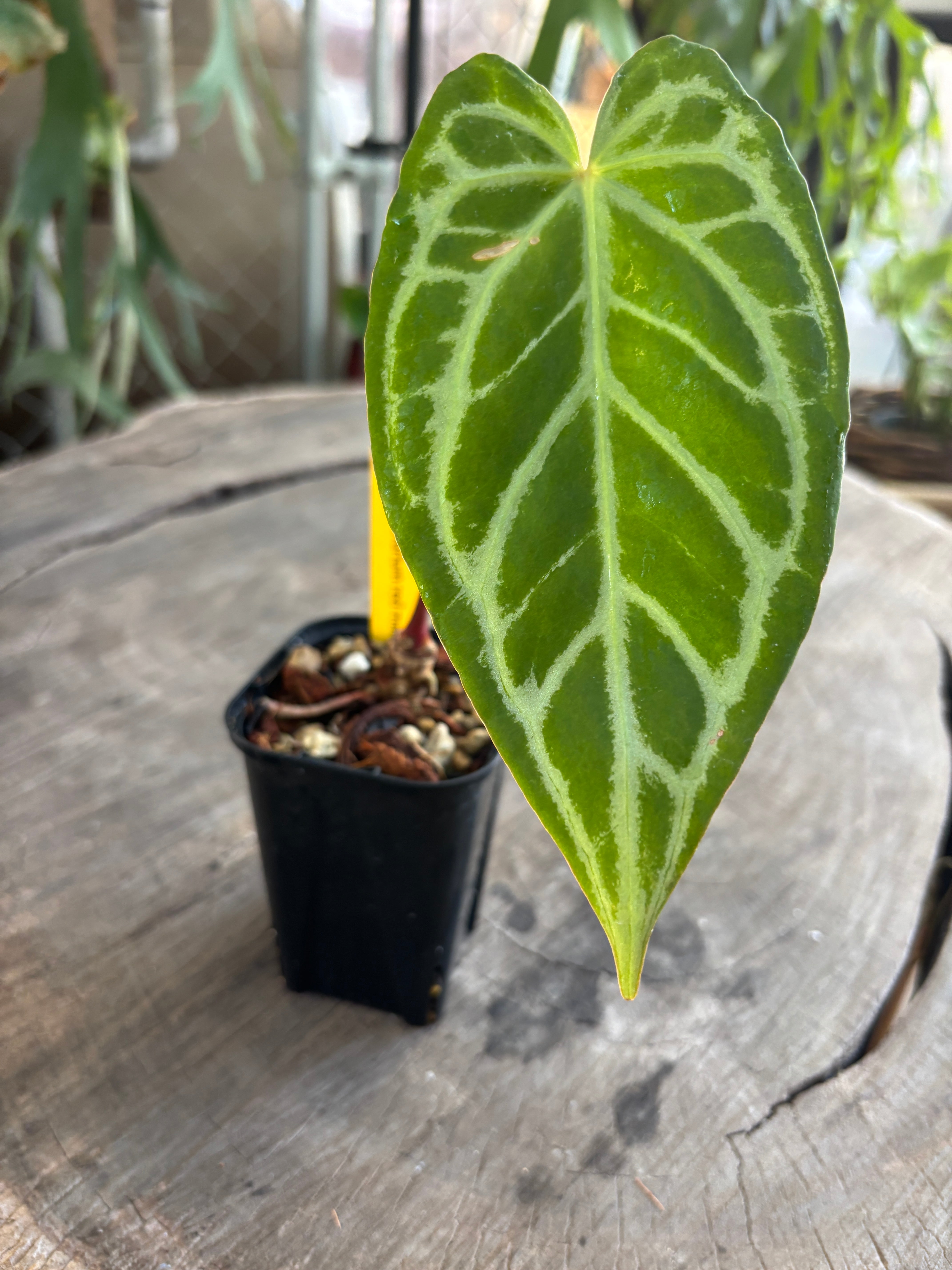 Anthurium | BA PLants