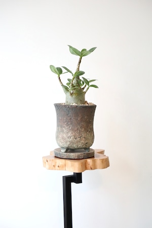 【M】アデニウム アラビカム/Adenium arabicum ※陶器鉢付き