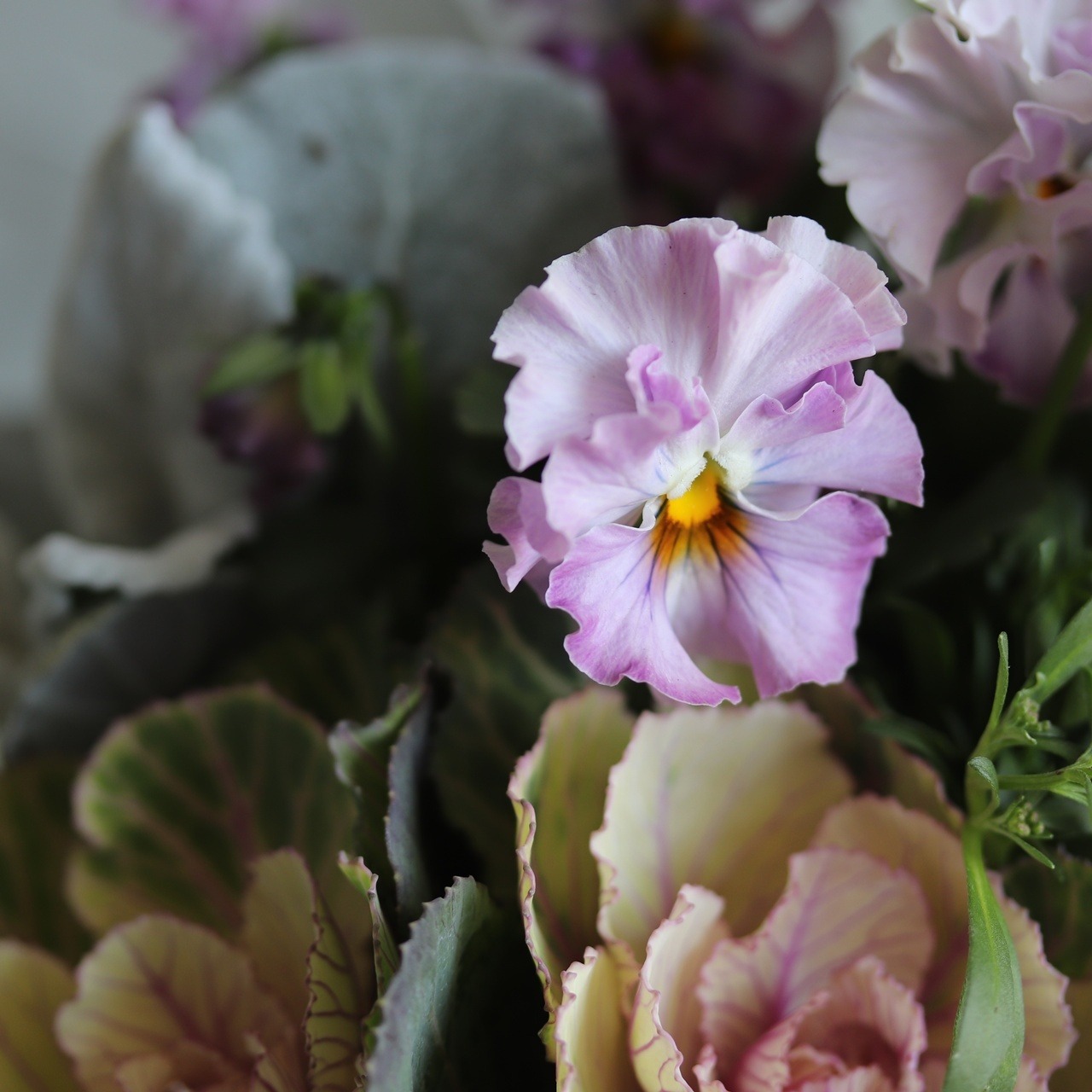 冬から春に楽しむ寄せ植え　ビオラティアードのピンクの小さなお正月　　お正月にオススメ　届いてすぐ玄関に飾れる 　プレゼントにもオススメ　