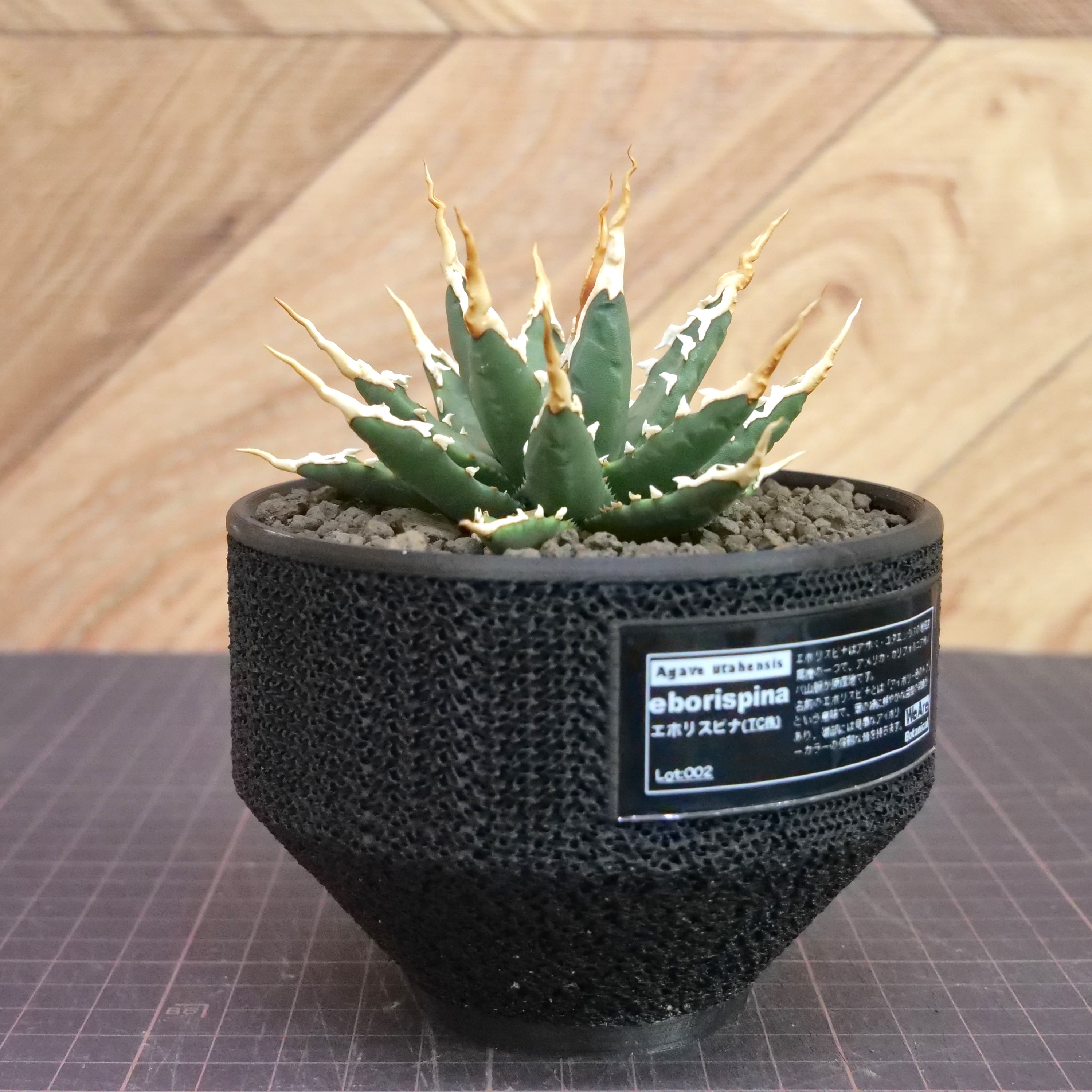 Agave utahensis eborispina アガベ エボリスピナ（実生3年） / 中株