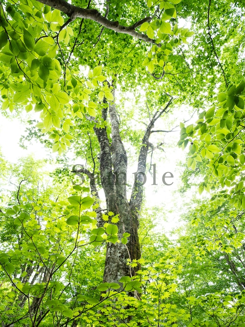 妖精のいる森 （縦）− 白神山地 −4【メタルプリントS】エネルギーフォト　 画像