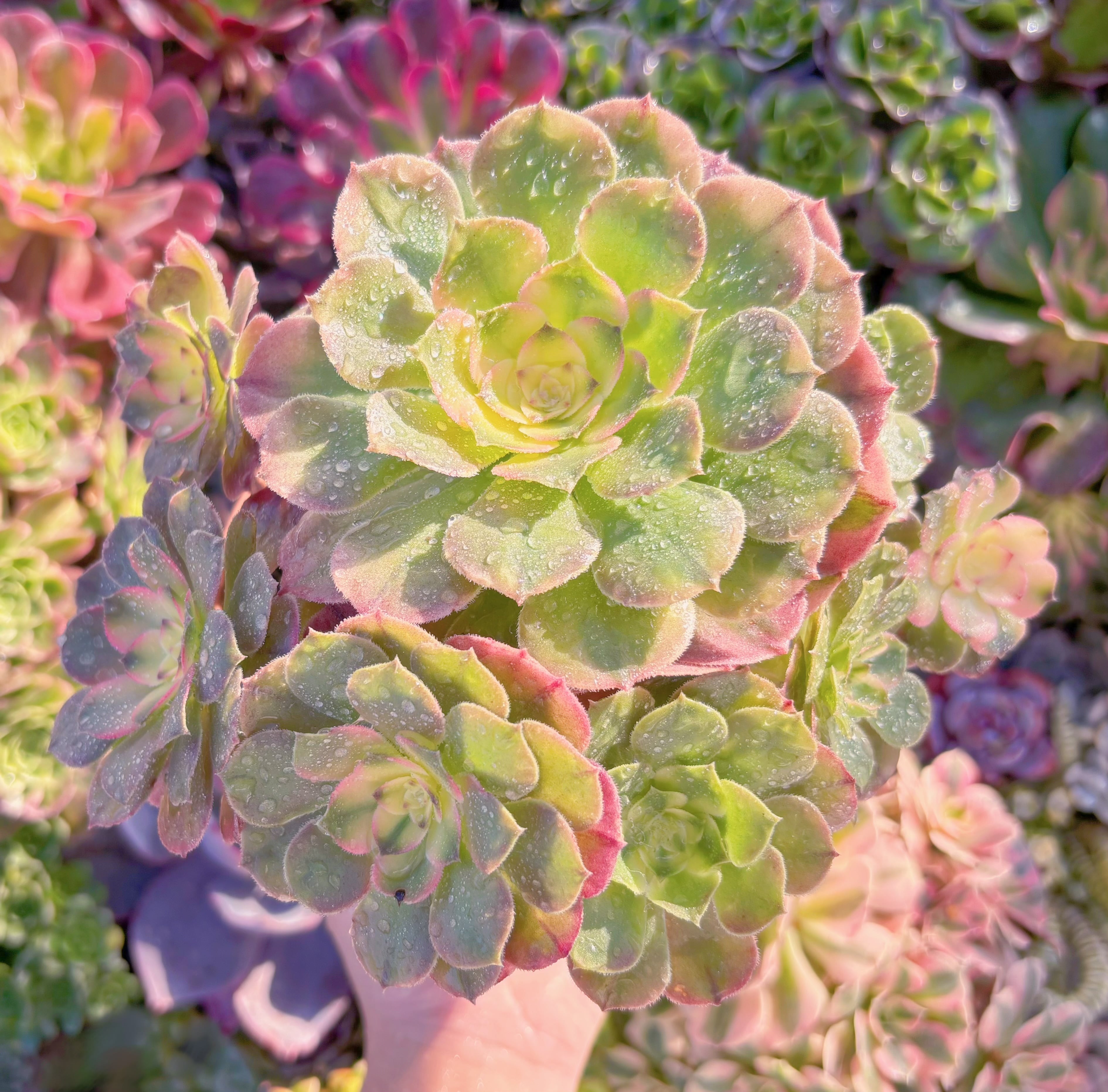 現品　ライチ変異#M269　特大群生　るる農園