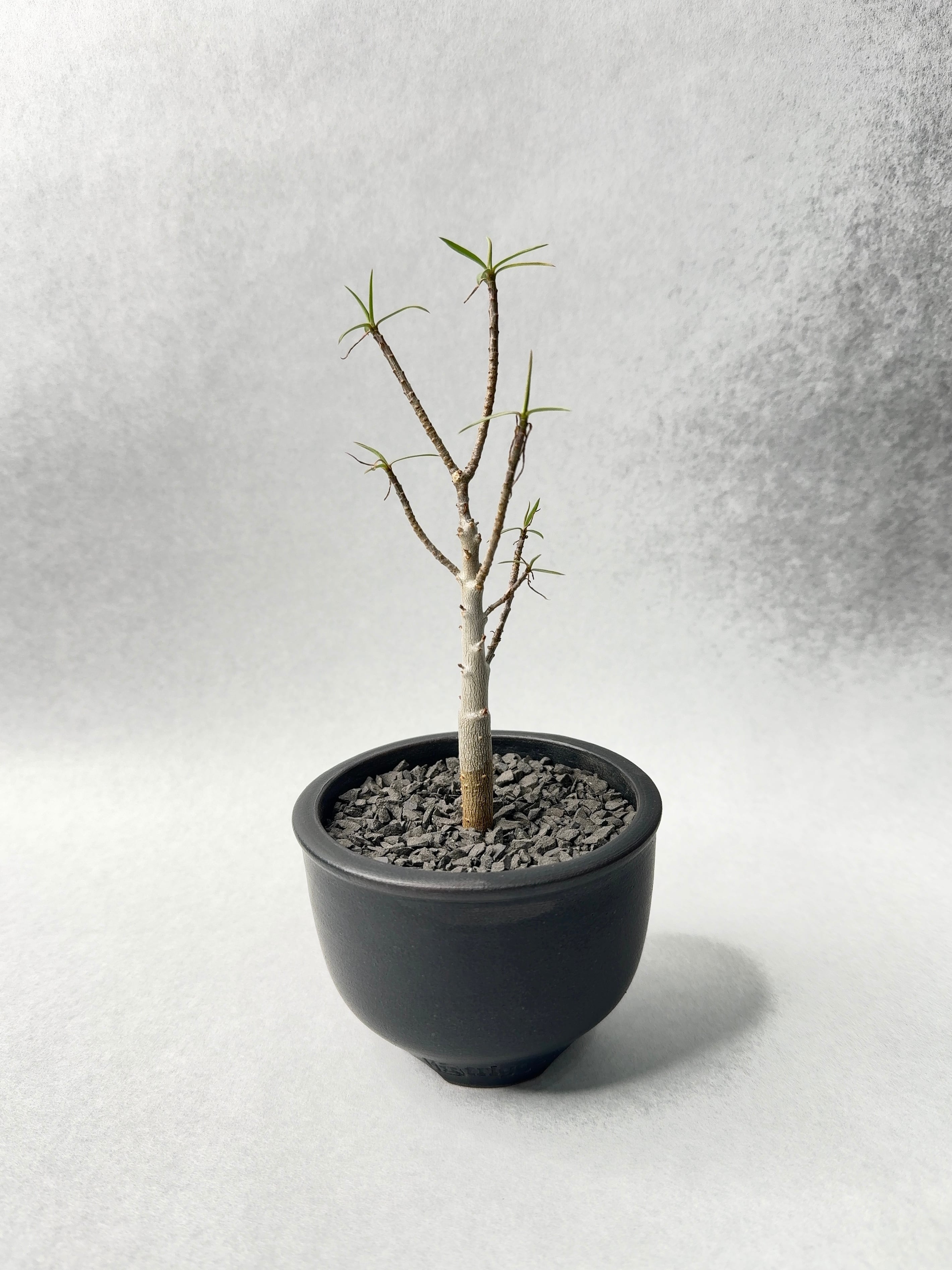 ユーフォルビア・バルサミフェラ | trigger