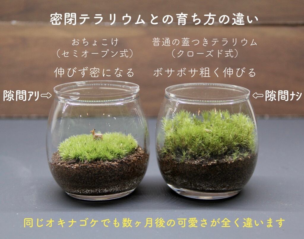 おちょこけ 苔テラリウム コケリウム 苔むすび おちょこけ 苔テラリウム コケリウム 苔むすび