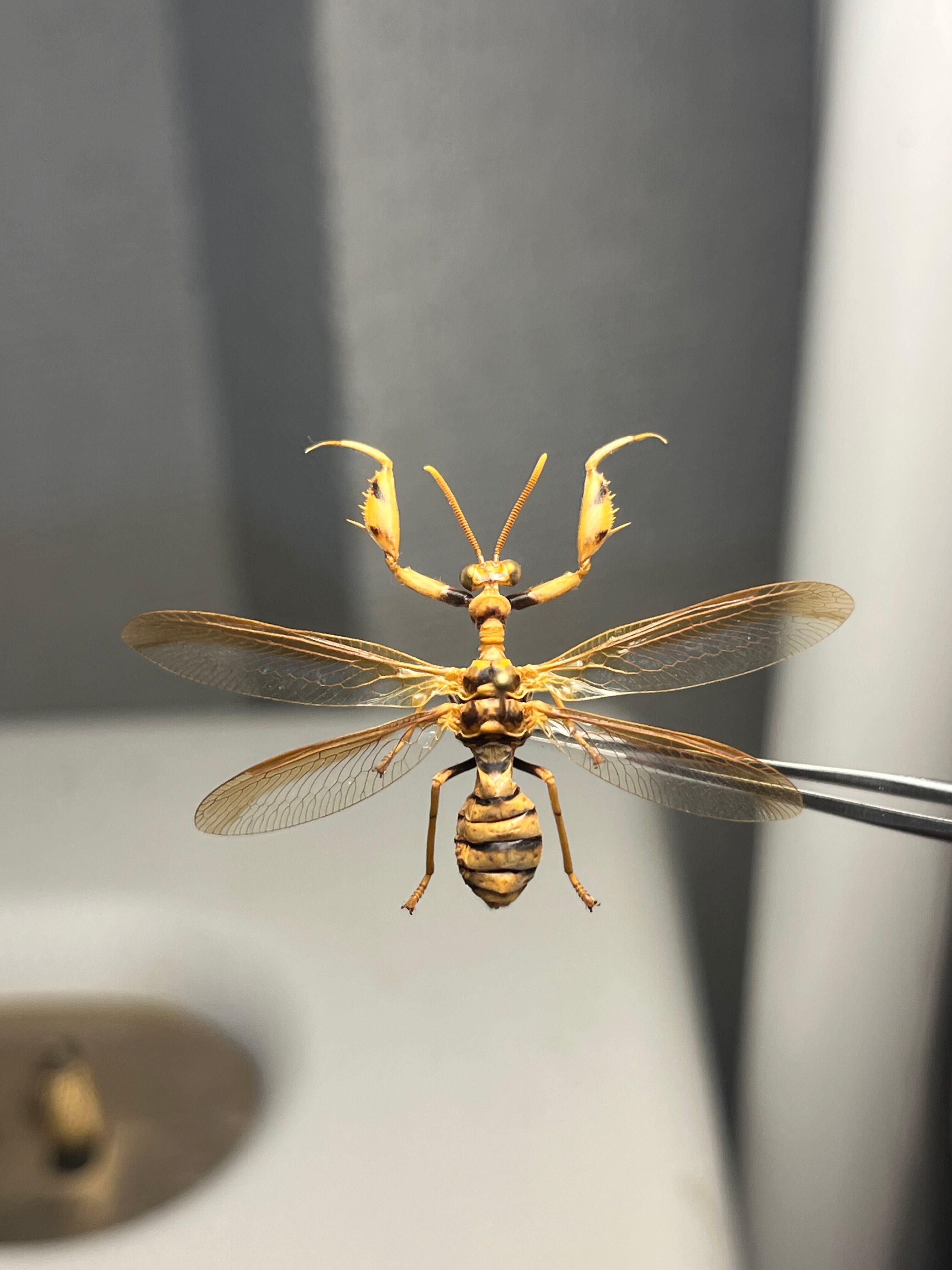 オオイクビカマキリモドキの標本 ハエ カゲロウ かげろう ヘビトンボ 蜻蛉 オオイクビカマキリモドキの標本 ハエ カゲロウ かげろう ヘビトンボ