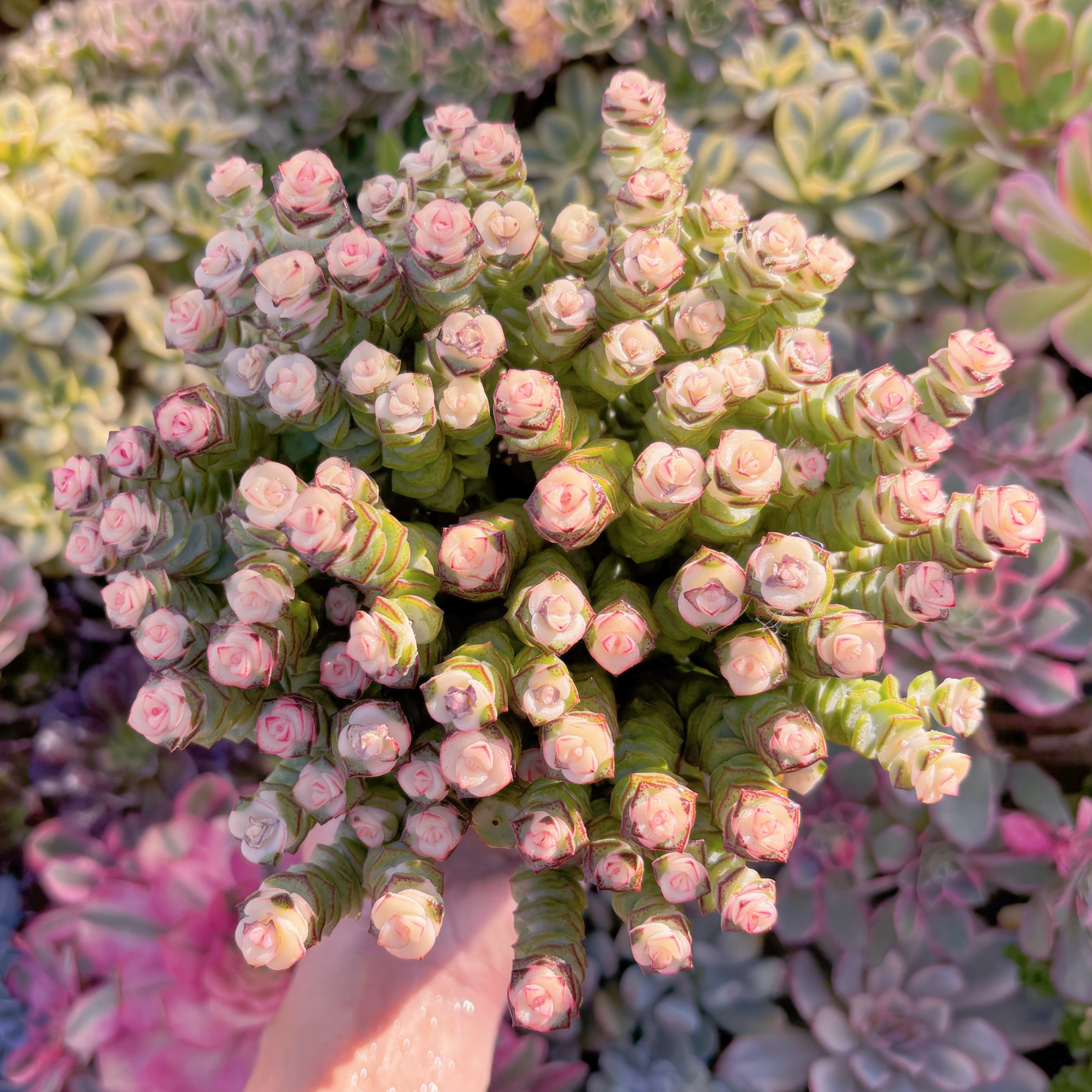 現品　crassula fantasy(赤錦)#A045  約70〜80頭　新入荷　るる農園