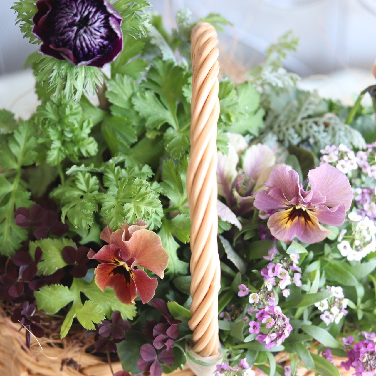 冬から春に楽しむ寄せ植え　アネモネファネモスとシックなビオラマルンマルンのバスケットの寄せ植え　お正月にオススメ　届いてすぐ玄関に飾れる 　プレゼントにもオススメ　